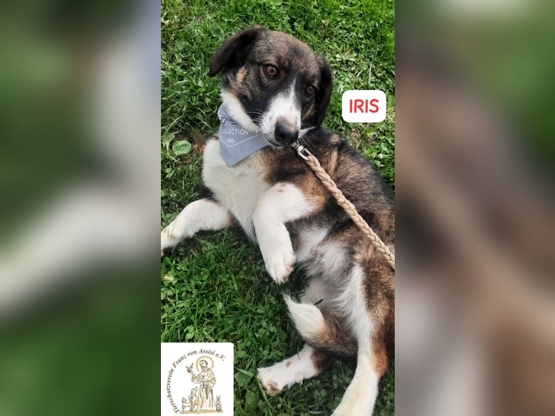 IRIS – kleines Schlappohr zum Verlieben!