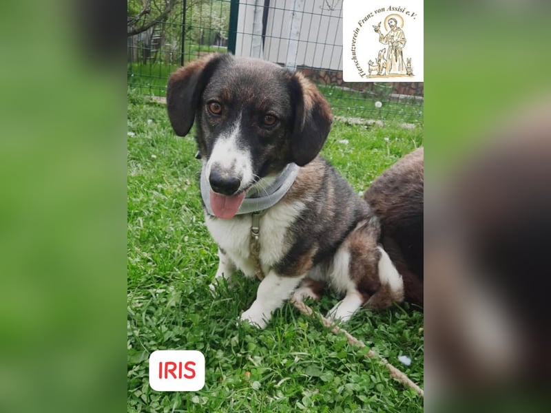IRIS – kleines Schlappohr zum Verlieben!