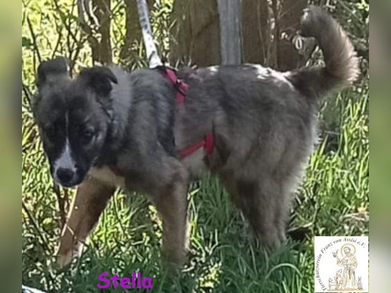 Stella, das hübsche Hundemädchen