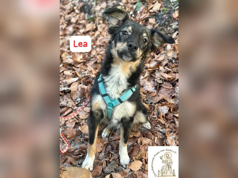 LEA - möchtest DU mit mir kuscheln?