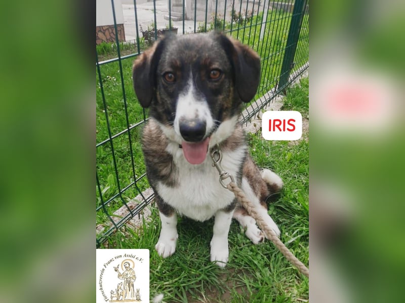 IRIS – kleines Schlappohr zum Verlieben!