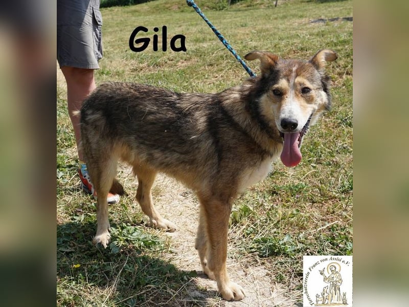 Gila – die Hündin, die dein Leben bereichert