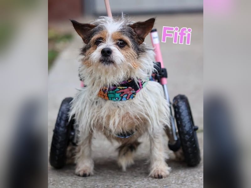 ❤️ Fifi, zauberhaftes Handicap Mädchen