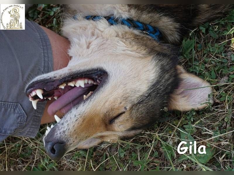 Gila – die Hündin, die dein Leben bereichert