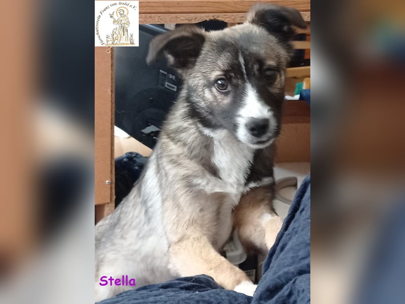 Stella, das hübsche Hundemädchen