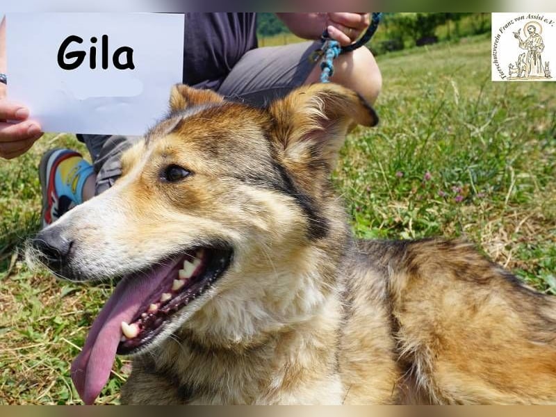Gila – die Hündin, die dein Leben bereichert