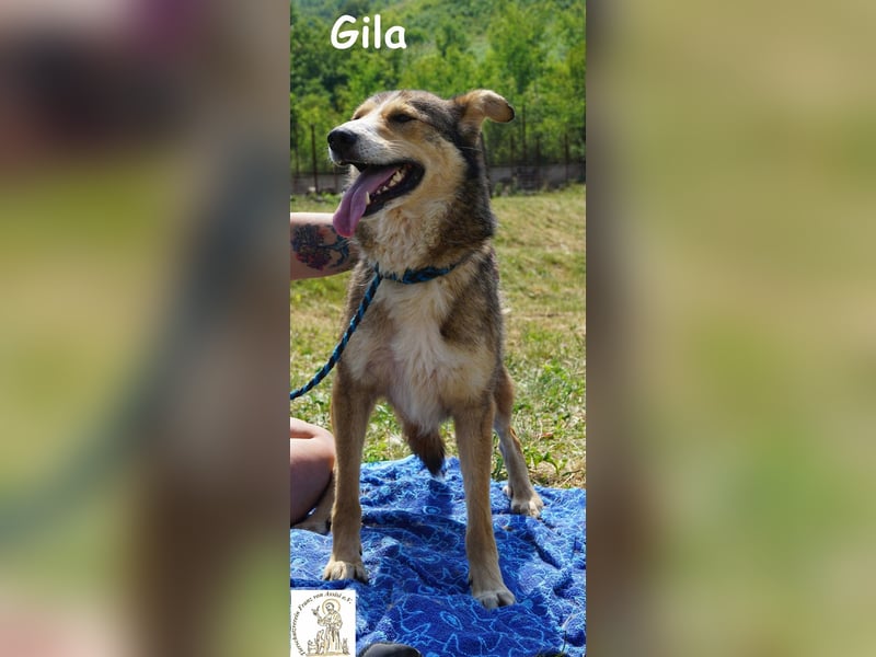 Gila – die Hündin, die dein Leben bereichert