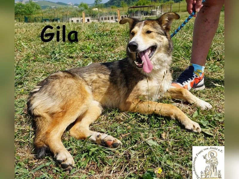 Gila – die Hündin, die dein Leben bereichert