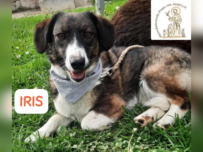 IRIS – kleines Schlappohr zum Verlieben!