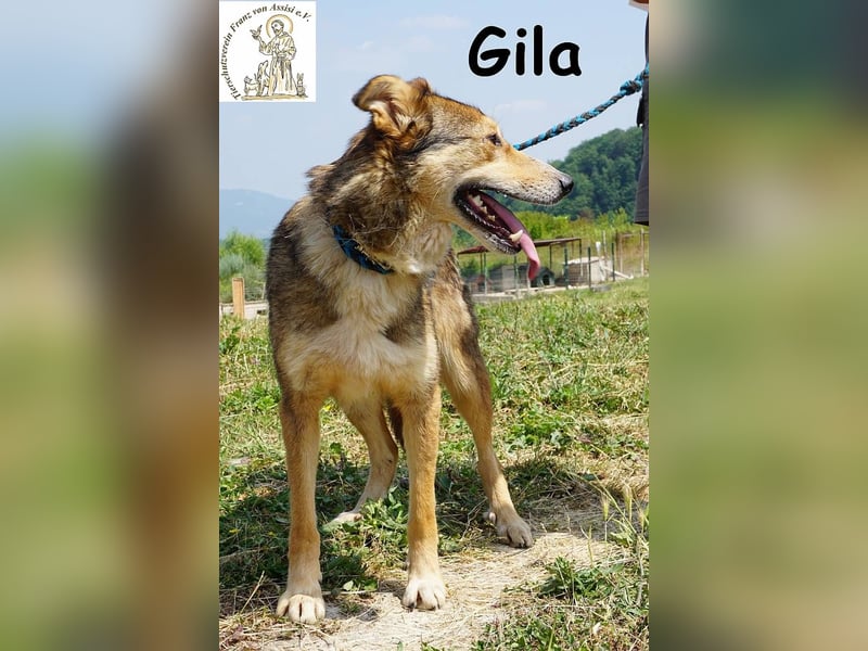 Gila – die Hündin, die dein Leben bereichert