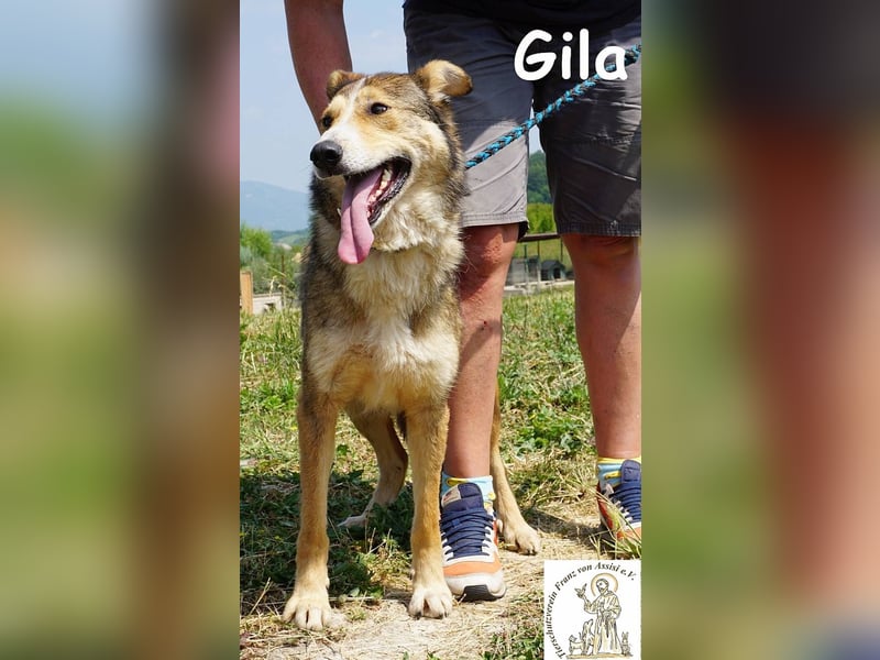 Gila – die Hündin, die dein Leben bereichert