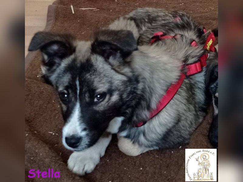 Stella, das hübsche Hundemädchen