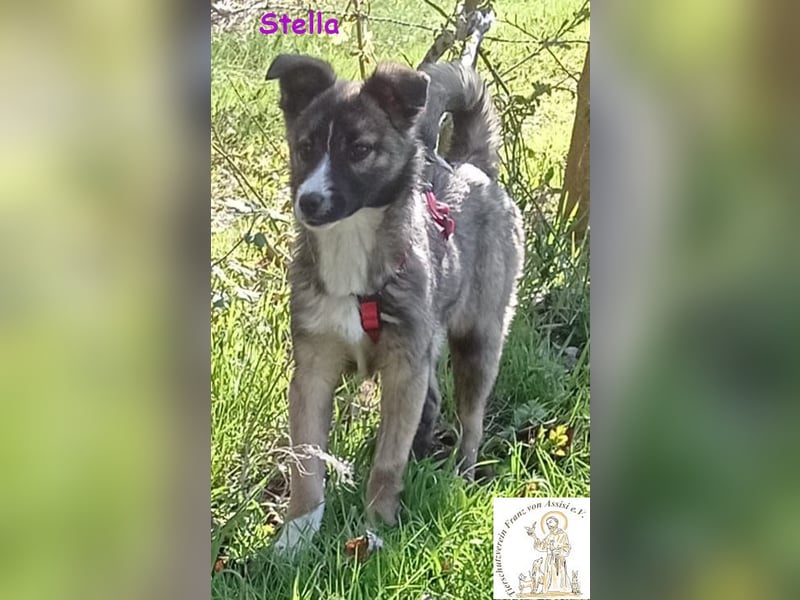 Stella, das hübsche Hundemädchen