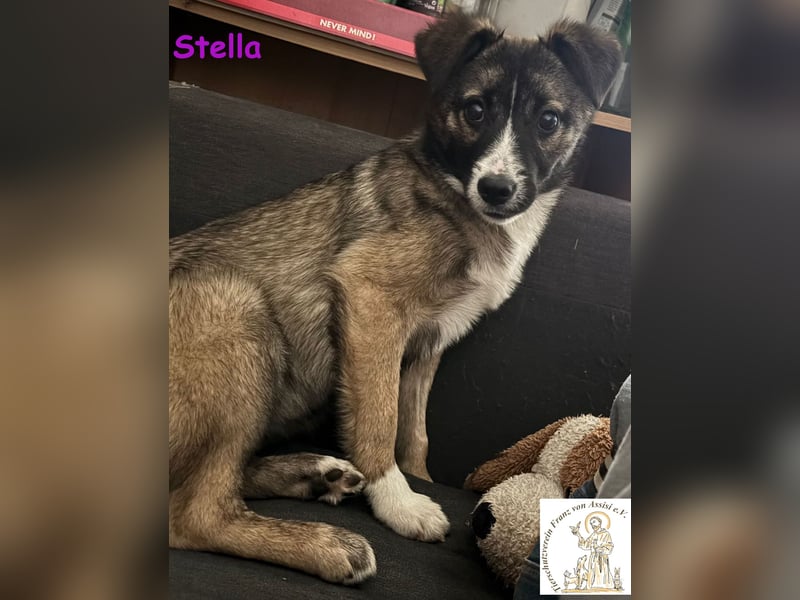 Stella, das hübsche Hundemädchen