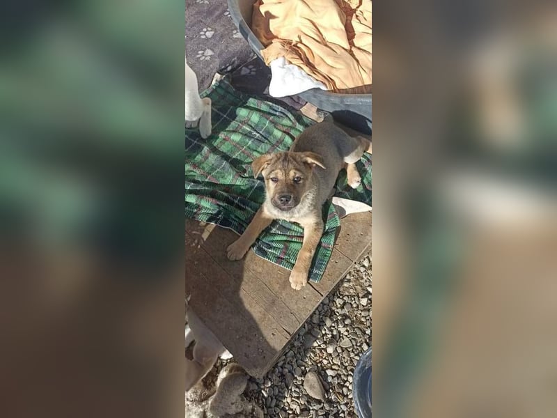 Coco sucht ihr zu Hause