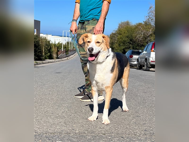 Liebevolle Nala sucht Für-Immer-Zuhause