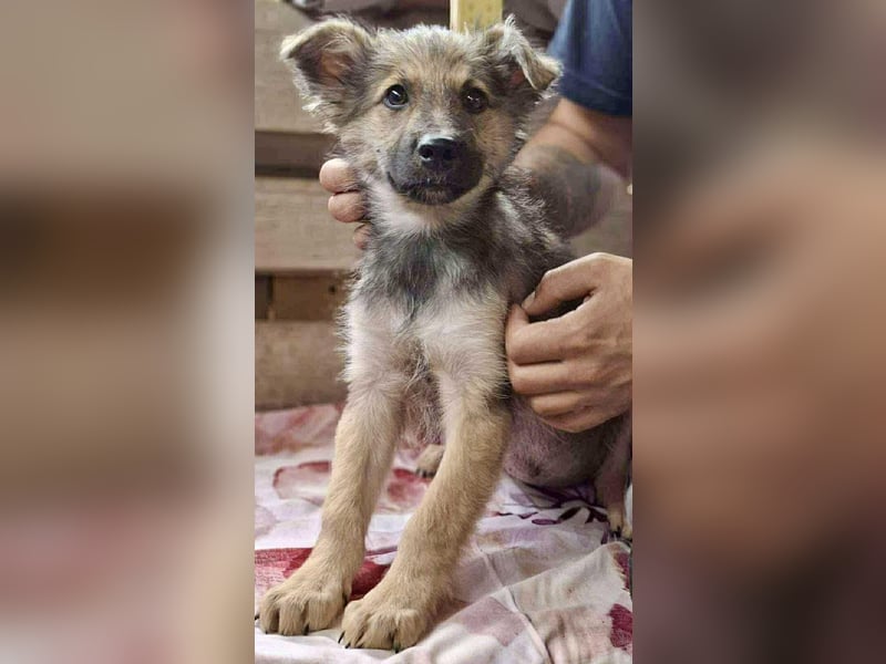 Abby – 3,5 Monate jung, sucht liebevolle Kinderstube