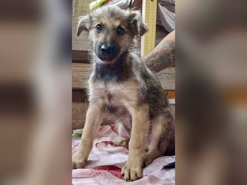 Abby – 3,5 Monate jung, sucht liebevolle Kinderstube