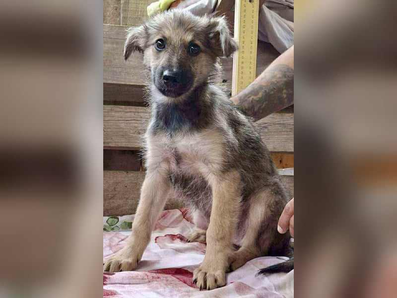 Abby – 3,5 Monate jung, sucht liebevolle Kinderstube