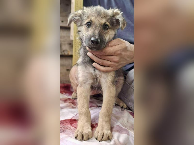 Abby – 3,5 Monate jung, sucht liebevolle Kinderstube