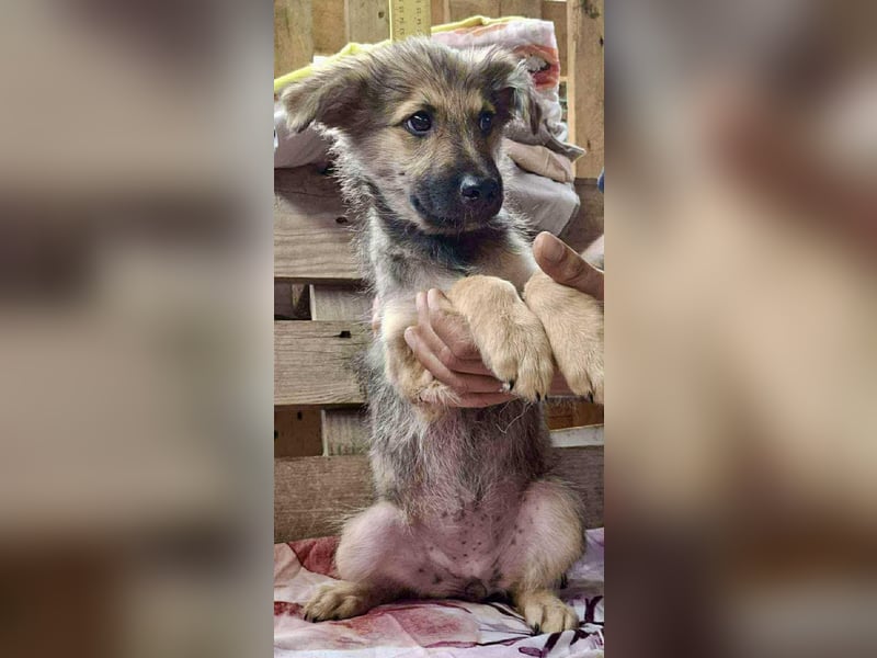 Abby – 3,5 Monate jung, sucht liebevolle Kinderstube