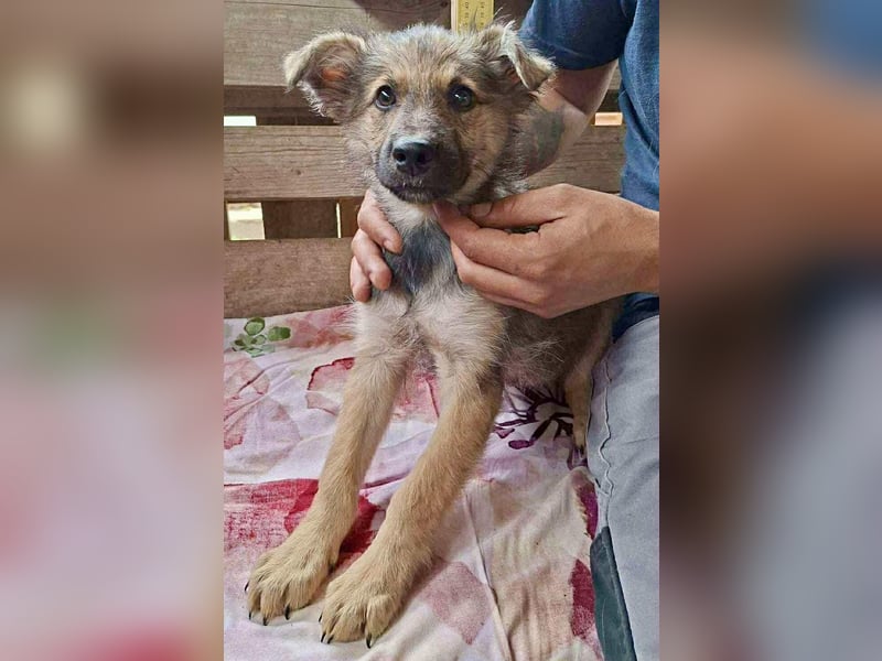 Abby – 3,5 Monate jung, sucht liebevolle Kinderstube