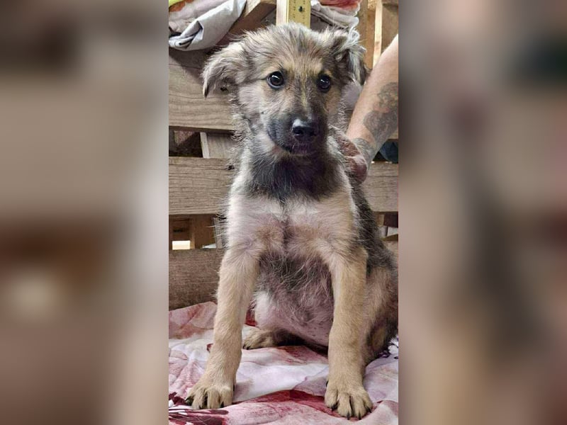 Abby – 3,5 Monate jung, sucht liebevolle Kinderstube