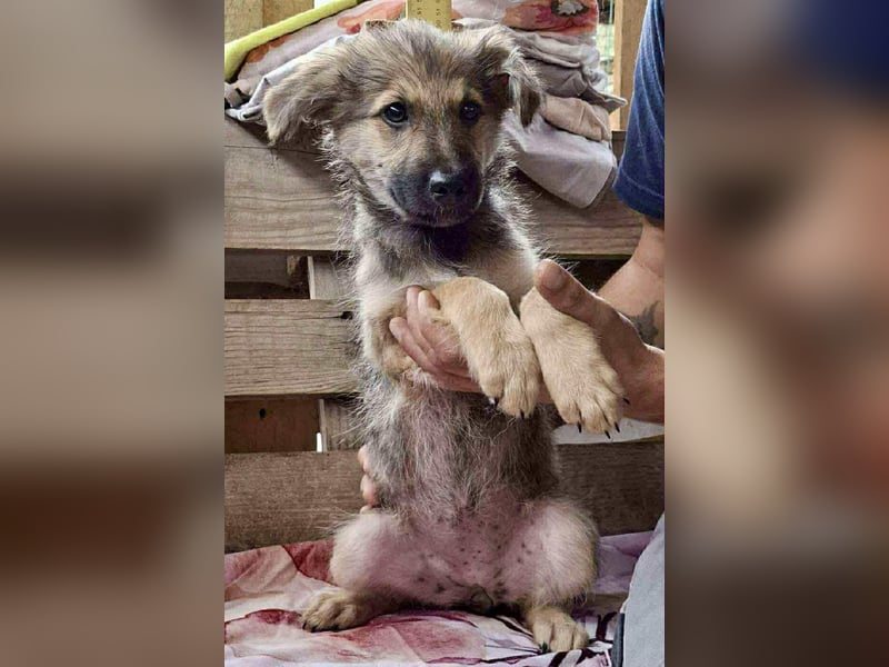 Abby – 3,5 Monate jung, sucht liebevolle Kinderstube