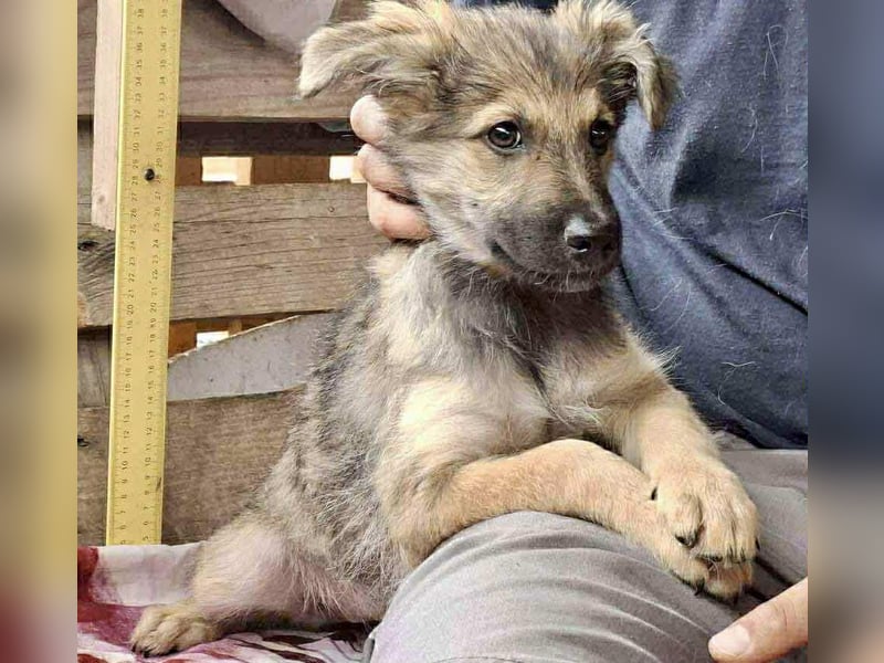 Abby – 3,5 Monate jung, sucht liebevolle Kinderstube