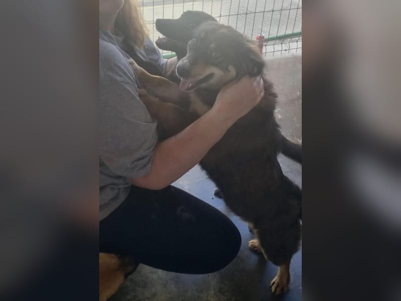 Verschmuste und verträgliche Junghündin Millie