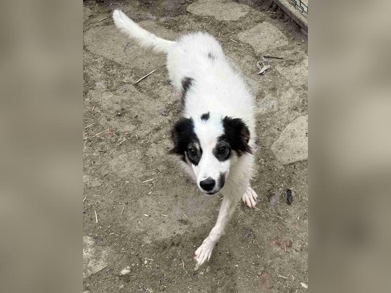 ⭐️ASA⭐️, Hündin, 8 Monate, 45 cm, Mischling, Tierschutz