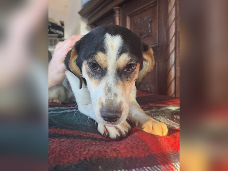 ⭐️REA⭐️, Hündin, 1,5 Jahre, 34 cm, Mischling, Tierschutz