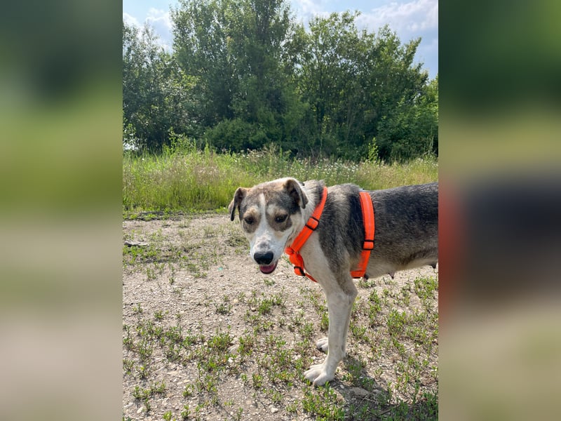 ALINA, Hündin, 3 Jahre, 50 cm, Mischling, Tierschutz