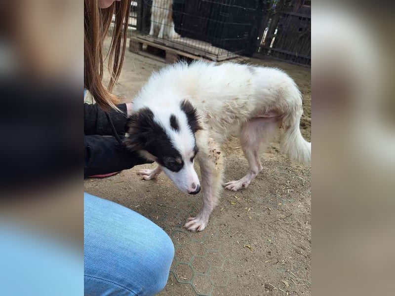 ⭐️ASA⭐️, Hündin, 8 Monate, 45 cm, Mischling, Tierschutz