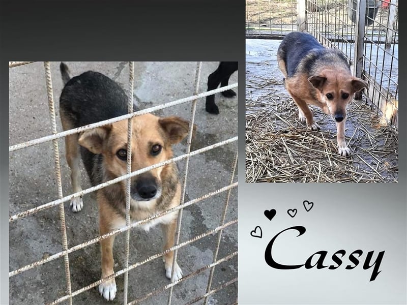 Die bezaubernde Cassy sucht ihre Menschen