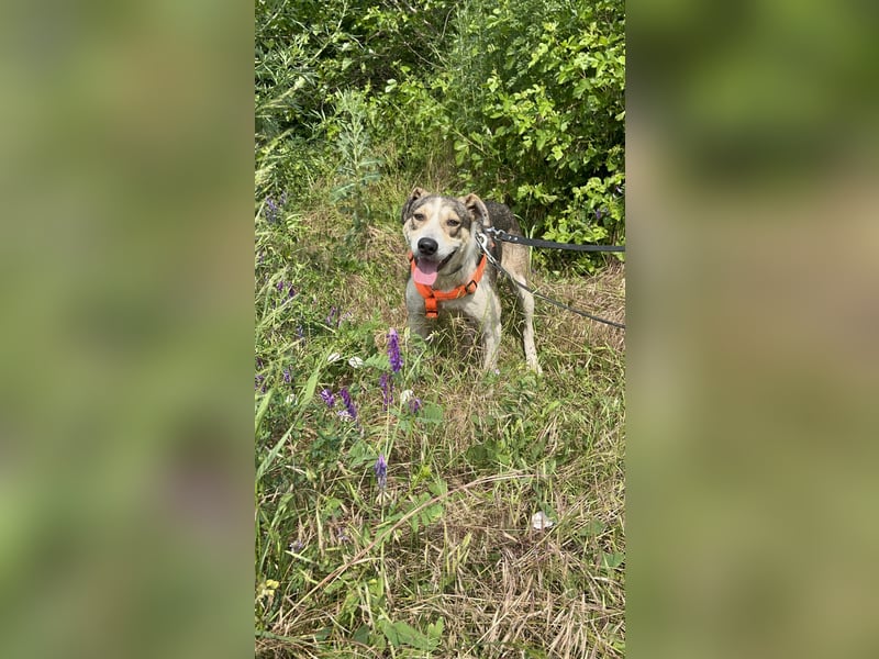 ALINA, Hündin, 3 Jahre, 50 cm, Mischling, Tierschutz