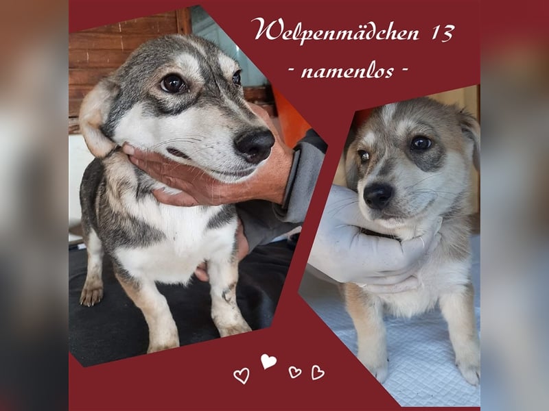 Junghündin 13 - noch namenlos - wünscht sich eine Familie