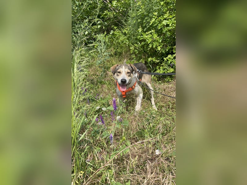 ALINA, Hündin, 3 Jahre, 50 cm, Mischling, Tierschutz