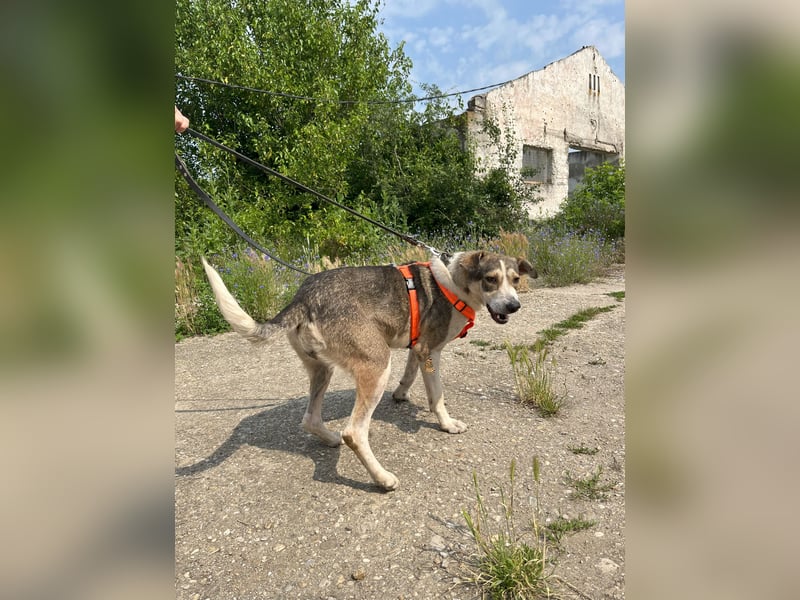 ALINA, Hündin, 3 Jahre, 50 cm, Mischling, Tierschutz
