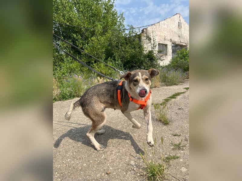 ALINA, Hündin, 3 Jahre, 50 cm, Mischling, Tierschutz