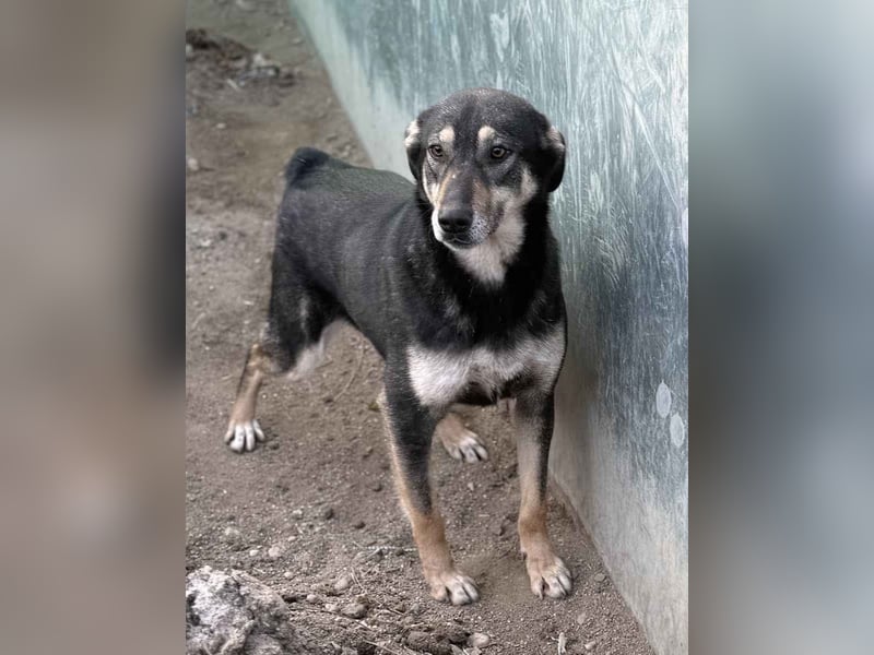 ⭐️ONYA⭐️, Hündin, 2 Jahre, 40 cm, Mischling, Tierschutz
