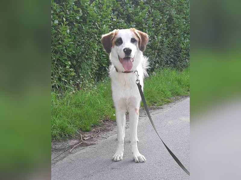 ⭐️MADGE⭐️, Hündin, 9 Monate, 55 cm, Mischling, Tierschutz