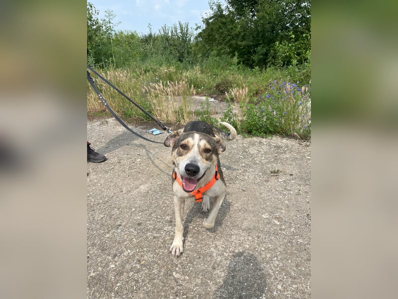 ALINA, Hündin, 3 Jahre, 50 cm, Mischling, Tierschutz