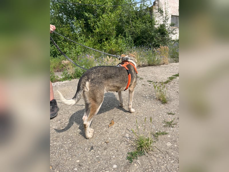 ALINA, Hündin, 3 Jahre, 50 cm, Mischling, Tierschutz