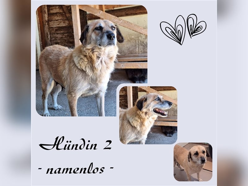 Hündin ESME sucht ihr eigenes Körbchen