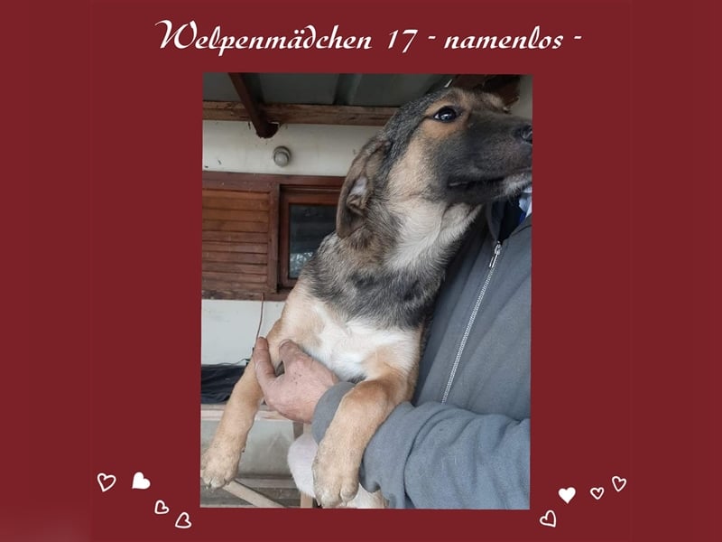 Junghündin 884934 - noch ohne Namen