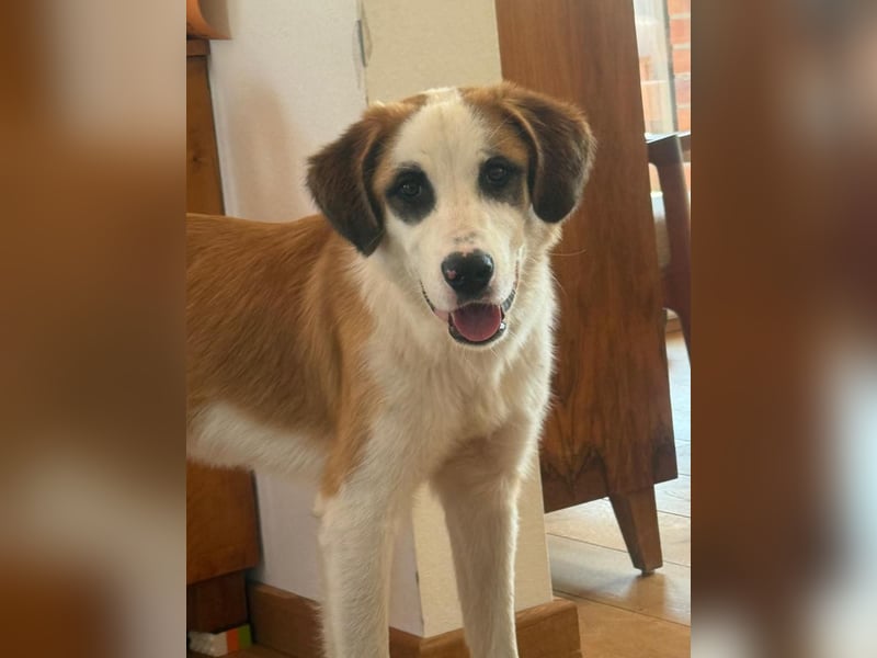 ⭐️MADGE⭐️, Hündin, 9 Monate, 55 cm, Mischling, Tierschutz