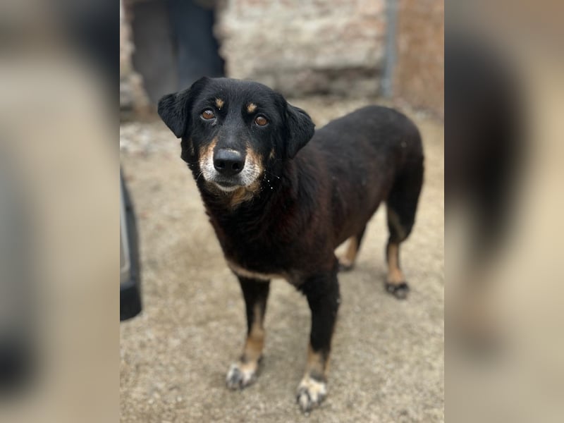 ⭐️KALENA⭐️, Hündin, 10 Jahre, 42 cm, Mischling, Tierschutz