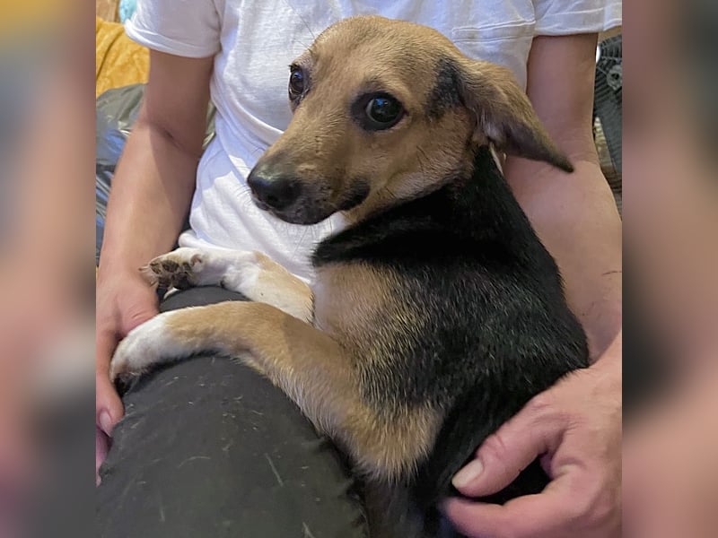 MISSY, Hündin, 3 Jahre, 31cm, Mischling, Tierschutz