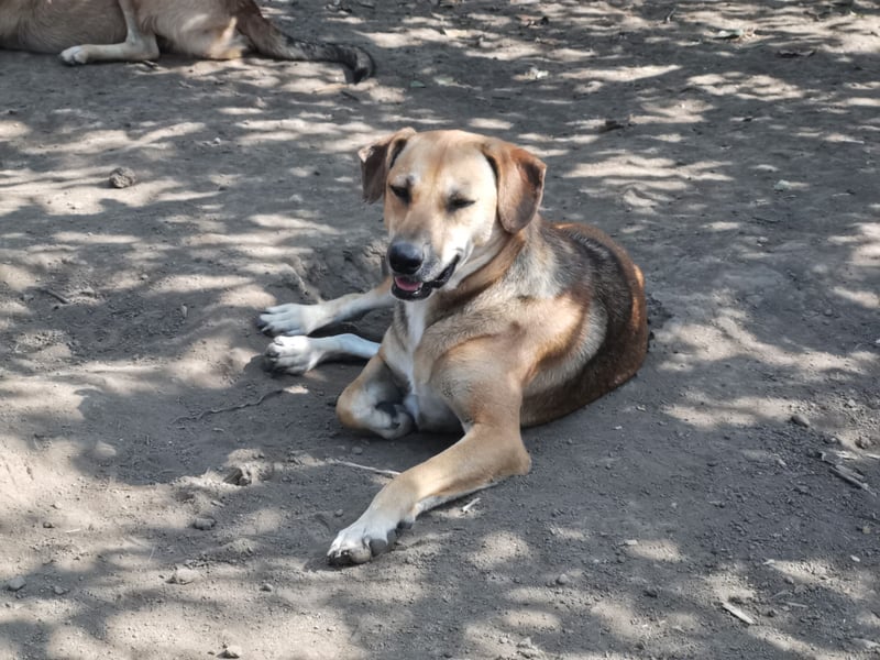 Ich bin die tolle Kessy und suche meine Menschen!